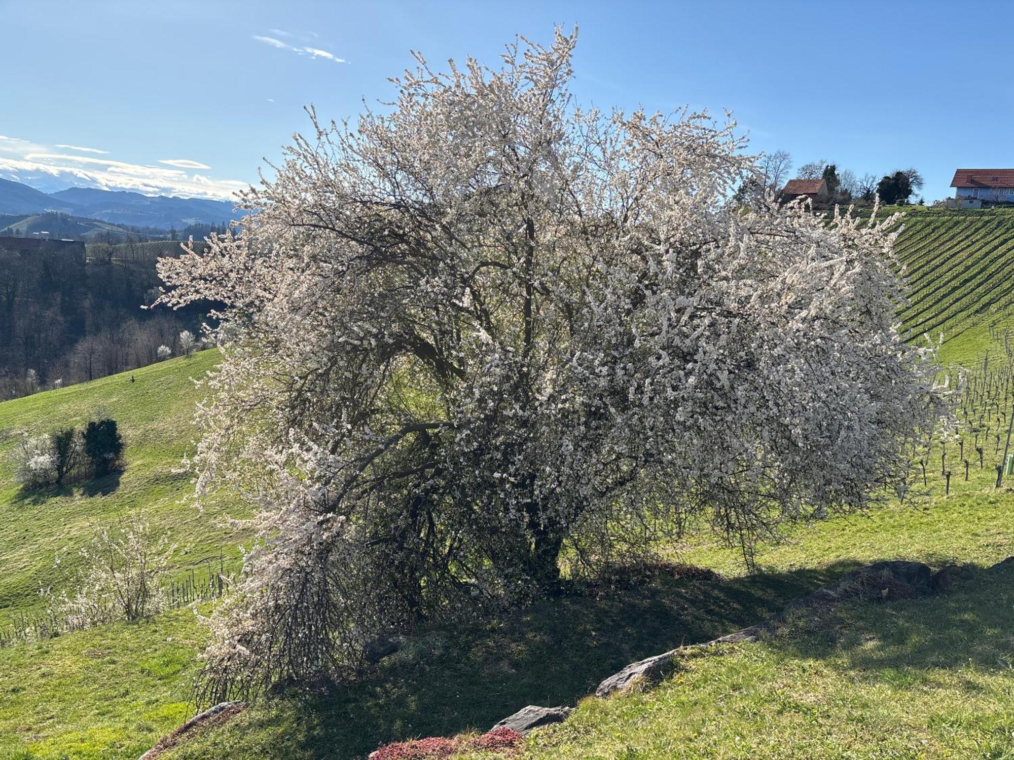 Glanz Und Gloria Weingartenapartment An Der Kellerstrasse, Viele Buschenschaenke, Sehr Ruhige Lage, Herrliche Aussicht! Leutschach Dış mekan fotoğraf